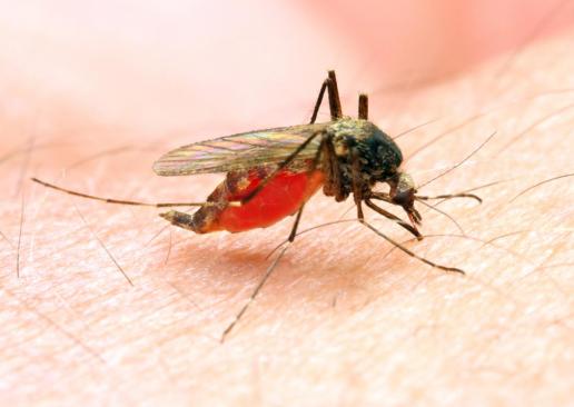 malaria-is-passed-on-by-the-anopheles-mosquito